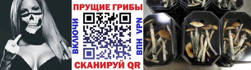 Галлюциногенные грибы Magic Shrooms Новочеркасск